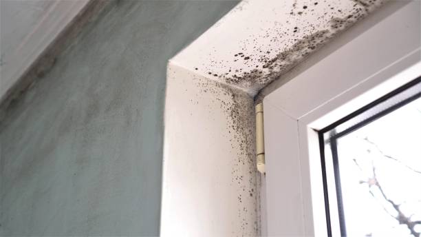 Mold Odor Removal Services in Endicott, NY
