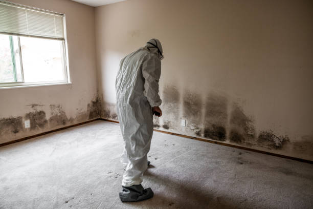 Asbestos and Lead Testing During Mold Inspection in Endicott, NY